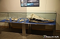 VBS_9188 - Museo Paleontologico - Asti